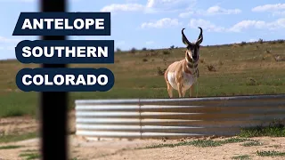 Southern Colorado Antelope Hunt