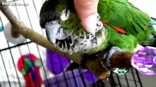 Top 5 Funny Parrots In The World Videos Compilation