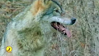 Hunting in Romania/caccia in Romania/Jagd in Rumänien/охота в Румынии - sezonul 11, episodul 3