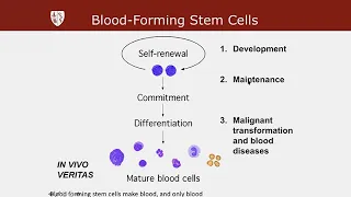 Blood-Forming Stem Cells with Irving Weissman