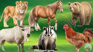 Happy Animal Moment Around Us: Horse, Bear, Skunk, Buffalo, Hen, Lion - Cute Little Animals
