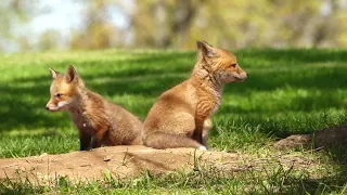 Red Fox Kits - May 05, 2023