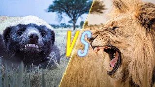 Honey Badger VS Lion