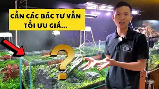 Tưởng không Tốn mà Tốn không Tưởng Giá bể Iwagumi | Nguyễn Du Aqua