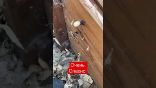 Опасно для здоровья. Паук Чёрная Вдова в Калифорнии.