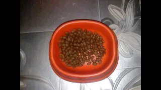 Клуб 4 лапы Sensitive - корм для кошек с чувствительным пищеварением