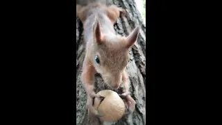 Белка ловко ловит падающий орех / Squirrel deftly catches a falling nut