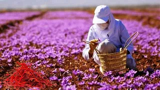 Saffron Harvesting Process That Are At Another Level | Saffron making Process