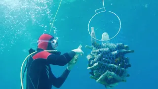 Tödliche Gefahr für Tiere: Plastikmüll in den Meeren bekämpfen