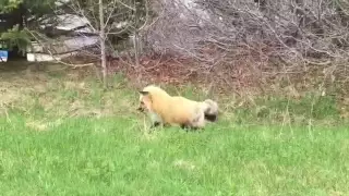 Fox catching mouse!