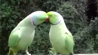 Very funny and smart parrots - compilation 2015