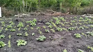 У меня растут даже палки😂 Мой огород 🍓🌲Уложила плитку во дворе своими руками🛠⛏️ ЕленаСитникова