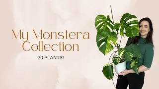 Tour My Entire Monstera Collection and how they started! Over 10 Varieties and 20 Plants!