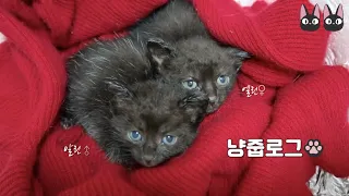 rescued two abandoned cats in Jeju amid a storm🐾