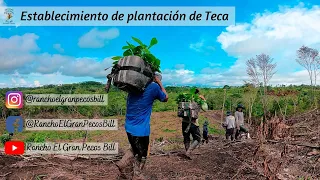 Establecimiento de plantación de Teca (Tectona grandis) | “Siembra” de Teca - Rancho Pecos Bill