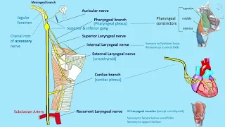 vagus nerve : course, branches