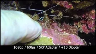 Gopro 3 Underwater Closeup Test