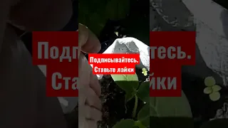 Как формирую мешки для выращивания огурцов #огород #сад #дача #лайфхаки #рассада #огурцы