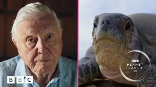 Sir David Attenborough on saving baby turtles 🐢 | Planet Earth III - BBC