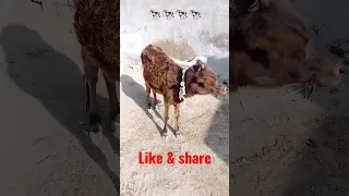 like me calf requesting 🐄😜 ❣️😇😋#animals #pet #calf #viral #tranding #viralvideo #trandingviralvideo