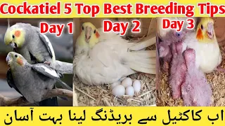 Cockatiel Top 5 Breeding Tips 2024 l Cockatiel Powerfull Breeding Formula, Cockatiel Breeding 5 Days