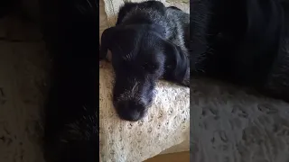 Собачьи сны
