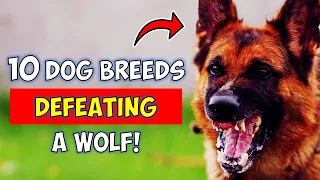 10 Dog Breeds That Could Defeat a Wolf