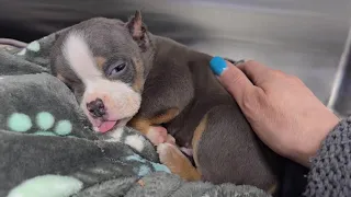 1lb, 4 week old abandoned puppy was found alone, shaking and crying in pain with both ears crop!!!