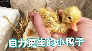 Who said that Cole ducks can't hatch eggs? This time without artificial assistance  the duckling su