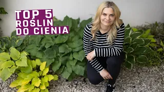 Moje TOP 5 roślin do cienia- w tym obficie kwitnące!