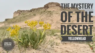 The Mystery of the Desert Yellowhead