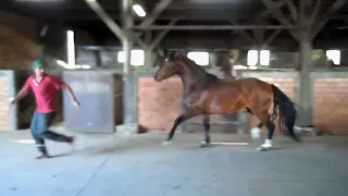 Cavalo Mangalarga com claudicação de membro pélvico