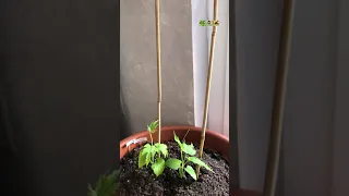 BITTER GOURD SEEDLING #shorts | GROWING BITTER GOURD IN A POT