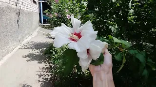 При какой обрезке ГИБИСКУС лучше цветёт - сравниваем результаты 🧐🌺☺️