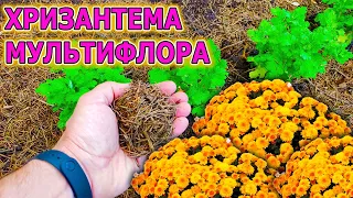 ХРИЗАНТЕМА мультифлора. ПЯТЬ советов по посадке и уходу за хризантемой весной. Хризантема уход.