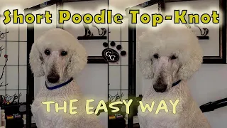 Short Poodle Top-Knot (The Easy Way!) - How to Trim a Pet Poodle Top-Knot - Gina's Grooming