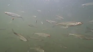 Подводная сьёмка на реке Инзер