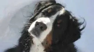 Burly - Bernese Mountain Dog