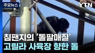 [영상] 고릴라 향한 침팬지의 '돌팔매질' 포착...서울대공원 "처음 접한 일" / YTN