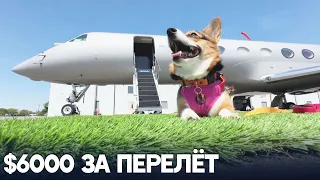 В США запустили чартерные авиарейсы для собак