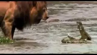 Лев против крокодила . lion vs alligator