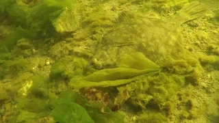 Охота на камбалу летом / The hunt for flounder in the summer