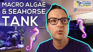 Seahorse Macro Algae Tank DISASTER! | Matthew Gets Educated By Professionals ln This New Territory