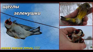 Ловля певчих птиц. Щеглы и зеленушки. Catching songbirds. Goldfinch and greenfinch.