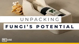 Replacing Plastic Packaging With Mycelium | Magical Mushroom Co | RE:TV