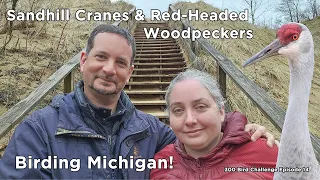 Sandhill Cranes and Red-headed Woodpeckers - Michigan Birding and the 300 Bird Challenge