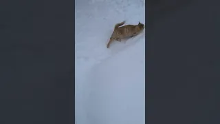 Cat | snow cat