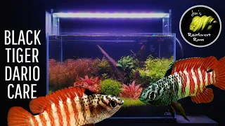 Black Tiger Dario Care & Aquarium Setup