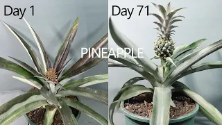 Growing Pineapple Time lapse  Day1-Day71 Grow pineapple from crown to harvest #Shorts