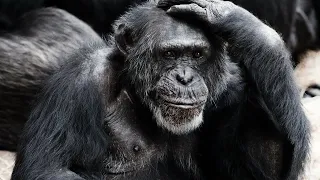 Schimpanse - Der Nächste Verwandte Der Menschen / Dokumentation